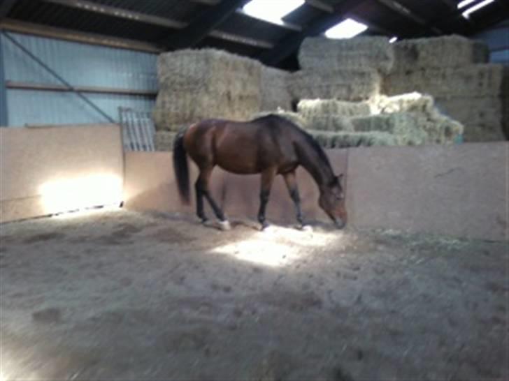 Dansk Varmblod Donna - Vinter i Kløv 2008 -2009 billede 8