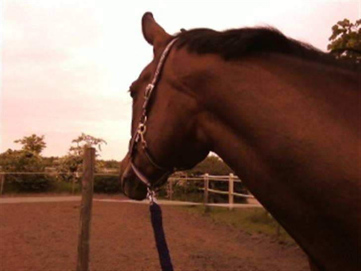 Dansk Varmblod Donna - Behandling ve Tove Due på Stutteri Klosterheden 26. maj 2009 billede 12