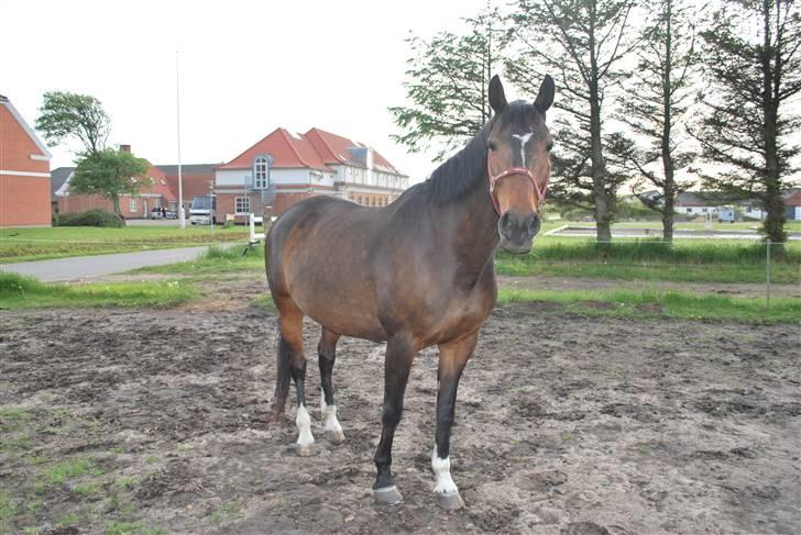 Dansk Varmblod June DS 10443 *Aflivet* - June på Sommergræsfolden, billede 4