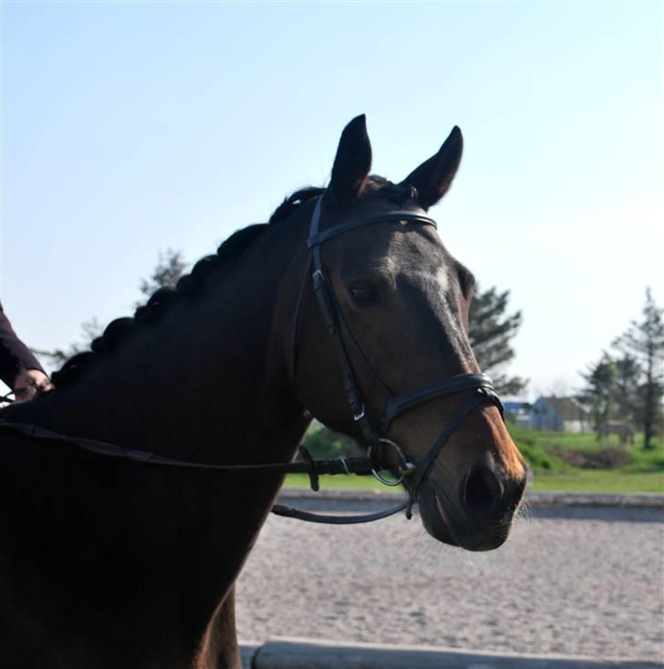 Dansk Varmblod June DS 10443 *Aflivet* - Gamle June.. :D <3 billede 6