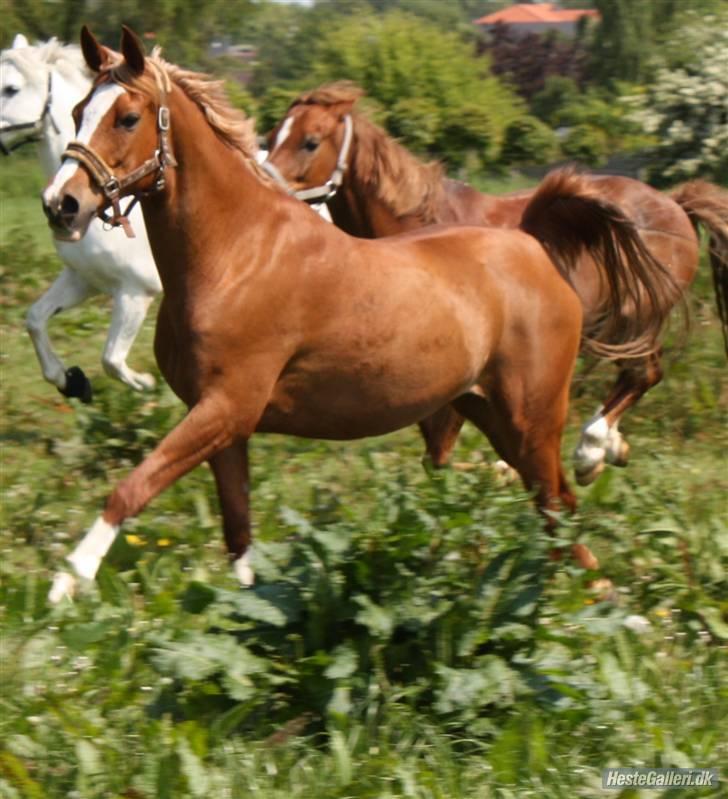 Hollandsk Sportspony Niksnut   - velkommen til niksnut`s profil<33   fotograf: Cecilie graversen billede 1