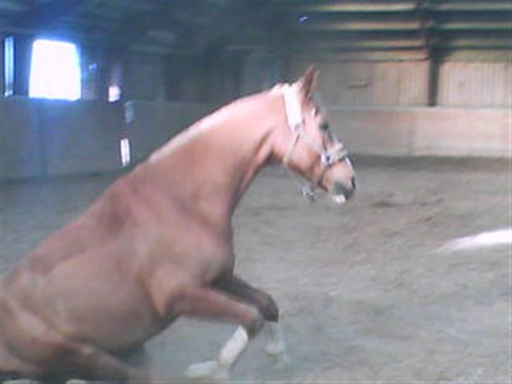 Hollandsk Sportspony Niksnut   - jeg elsker dig pony<33                     fotograf: mig billede 4