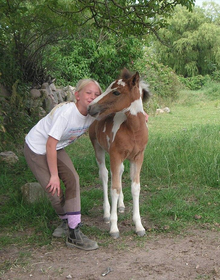 Pinto Hvedholms Lilly - Velkommen til Lillys profil Kig dig omkring :D <3 Føl billede 1