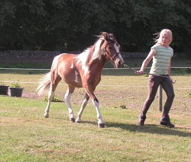 Pinto Hvedholms Lilly - se hvor dygtig hun er <3 1 år billede 4