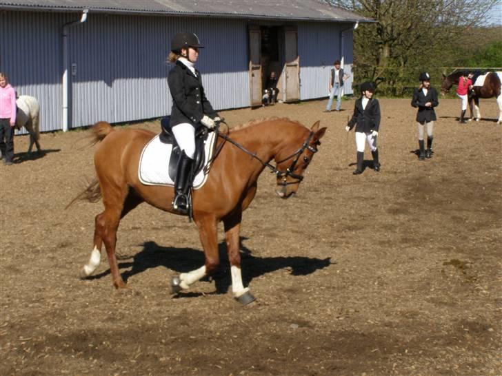 Hollandsk Sportspony Niksnut   - opvarmning, til stævne (RVF)         fotograf: pernille bøll billede 10