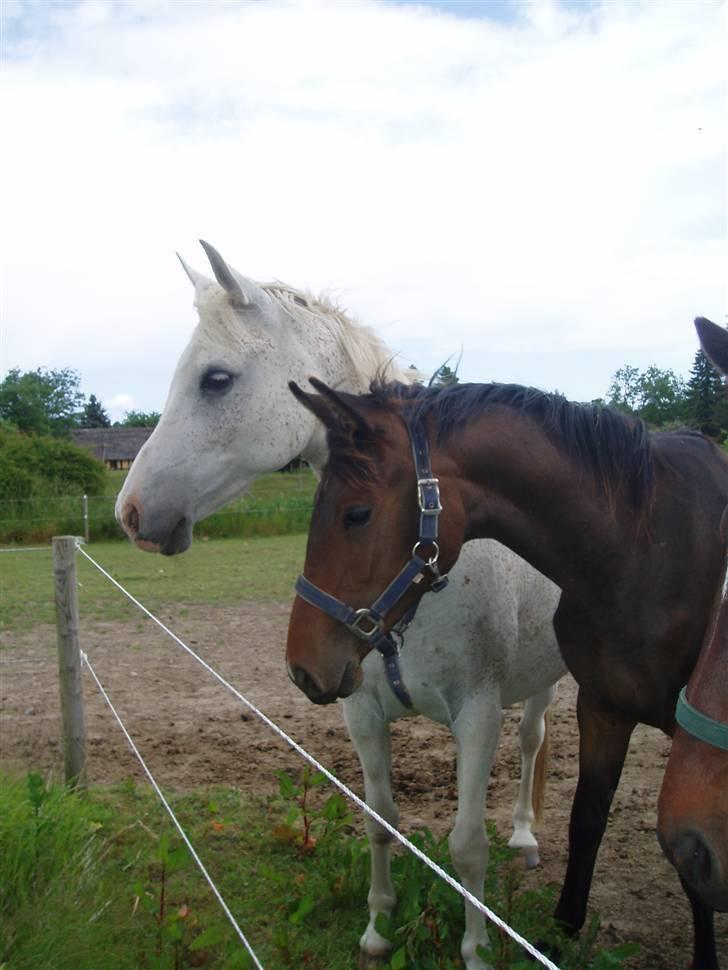 Dansk Varmblod Zander Divine billede 16