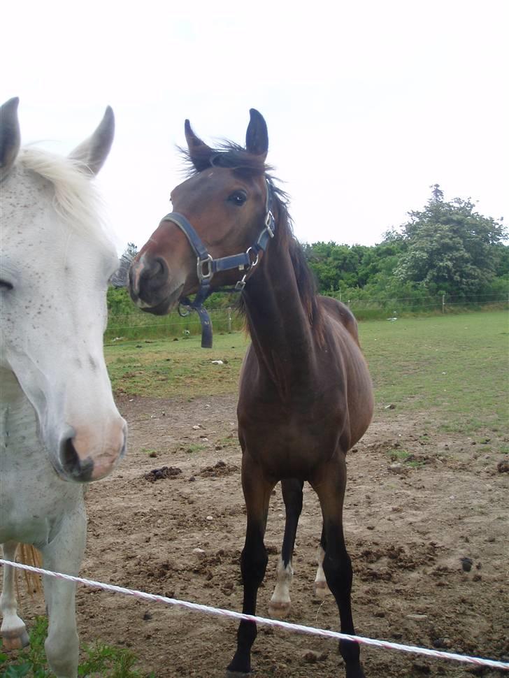 Dansk Varmblod Zander Divine billede 17