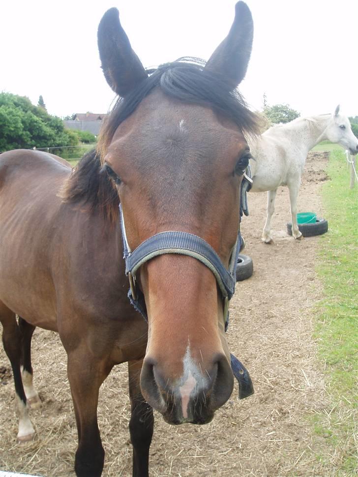 Dansk Varmblod Zander Divine billede 18