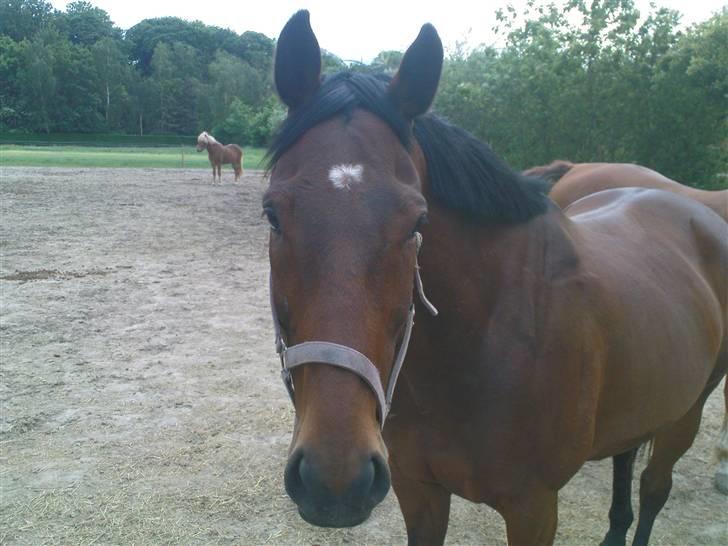 Dansk Varmblod Vanity Fair  billede 8