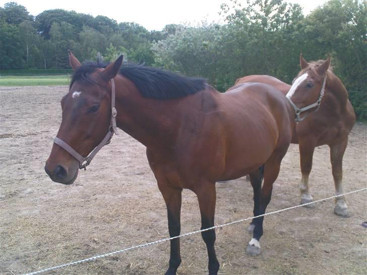 Dansk Varmblod Vanity Fair  billede 9