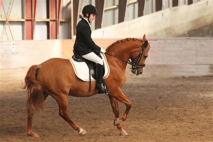 Anden særlig race Filur - Lidt galop til stævne.  billede 12