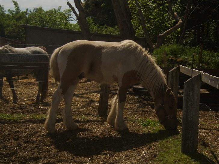 Irish Cob Crossbreed Remix - * Solgt * - Billede fra sidste dag Remix var min. billede 1