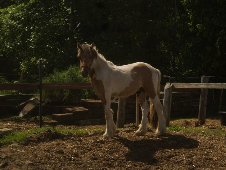 Irish Cob Crossbreed Remix - * Solgt * - Billede fra sidste dag Remix var min. billede 3