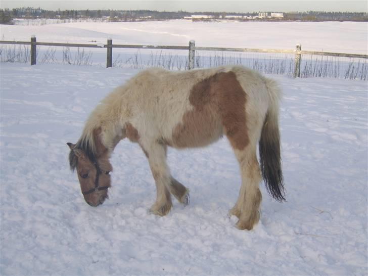 Irish Cob Crossbreed Remix - * Solgt * billede 4