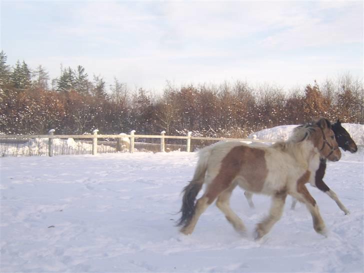 Irish Cob Crossbreed Remix - * Solgt * billede 5