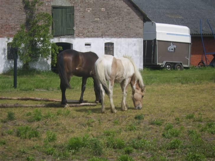 Irish Cob Crossbreed Remix - * Solgt * billede 6