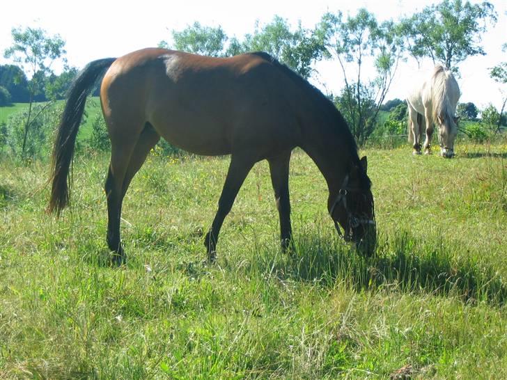 Anden særlig race Wieb *solgt* - Her står hun så smukt på folden. billede 3