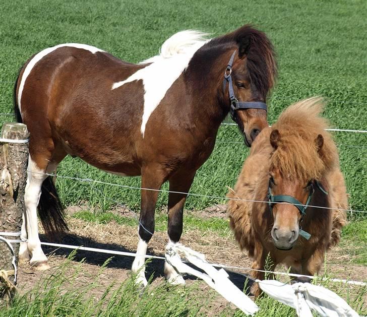 Anden særlig race Brego Solgt - Sommer 2009 billede 7