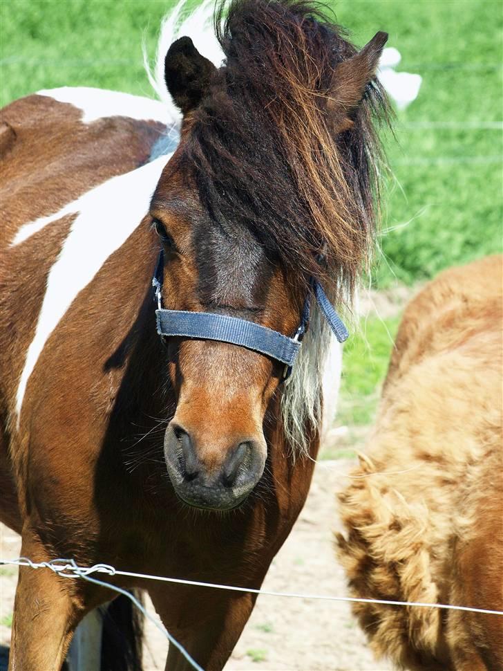Anden særlig race Brego Solgt - Brego 2009 billede 8