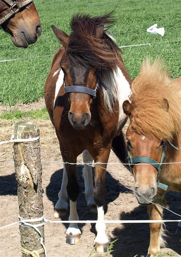 Anden særlig race Brego Solgt - Så bliver man snart to år;-) billede 9