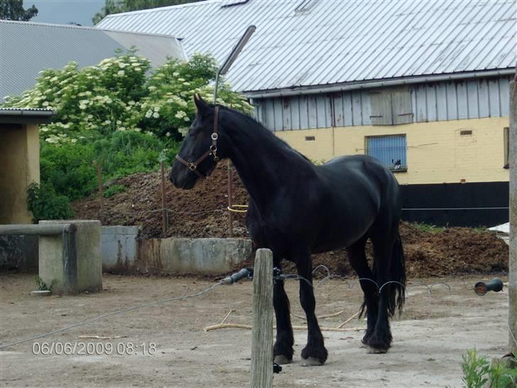 Anden særlig race fillippa(solgt) billede 2
