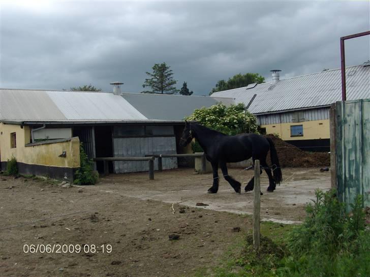 Anden særlig race fillippa(solgt) billede 3