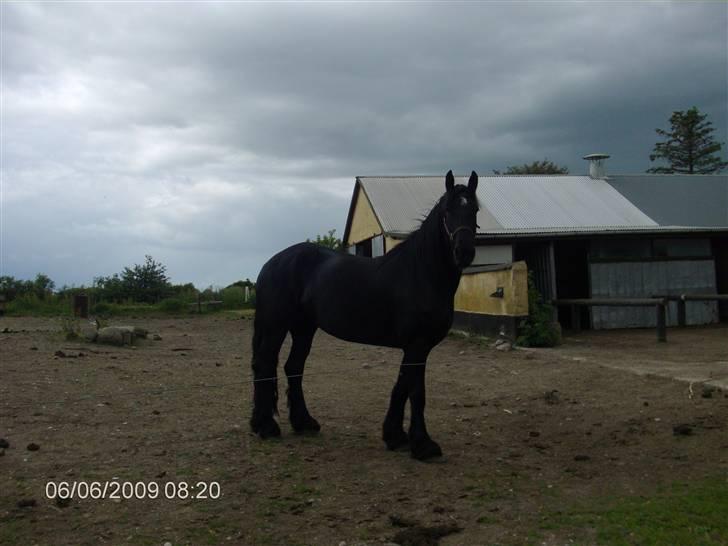 Anden særlig race fillippa(solgt) billede 4