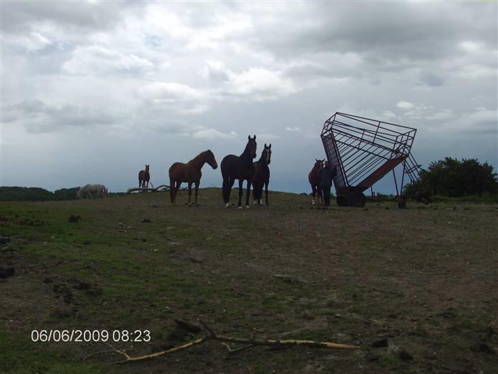 Anden særlig race fillippa(solgt) billede 5