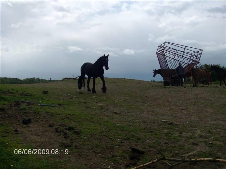 Anden særlig race fillippa(solgt) billede 6