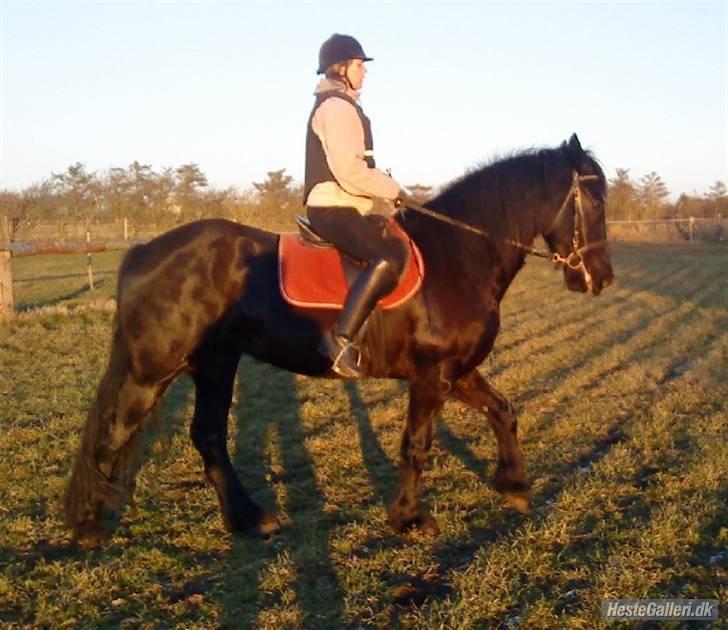 Anden særlig race fillippa(solgt) billede 7