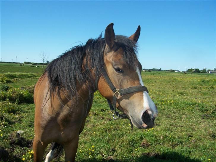 New Forest Lundgaards Friday billede 19