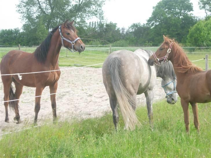 Anden særlig race Simba   SOLGT billede 10