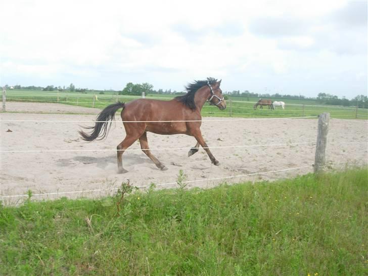 Anden særlig race Simba   SOLGT billede 11