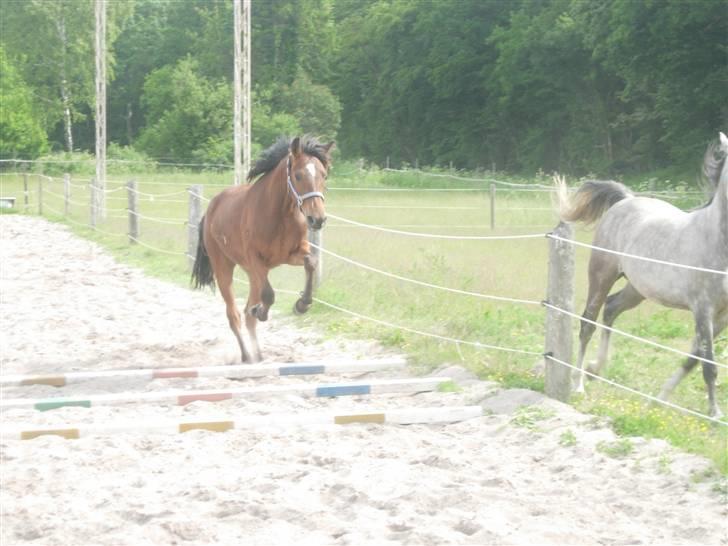 Anden særlig race Simba   SOLGT billede 12