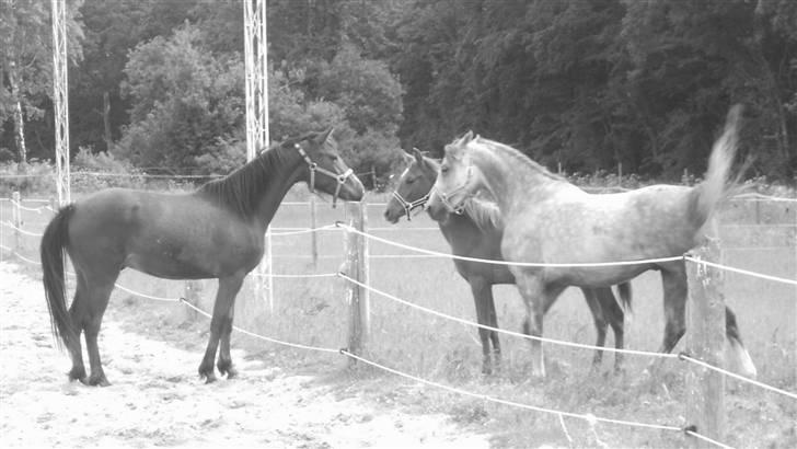 Anden særlig race Simba   SOLGT billede 13