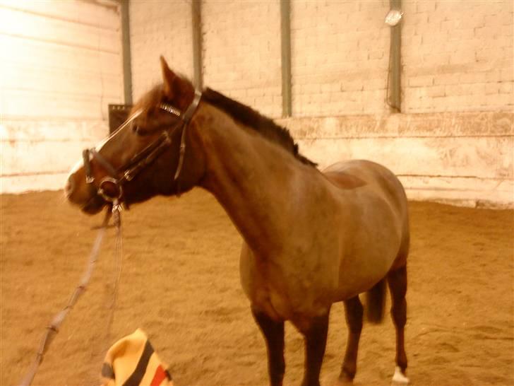 DSP Red Lady billede 1