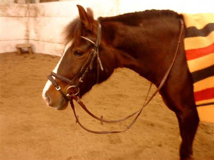 DSP Red Lady billede 2