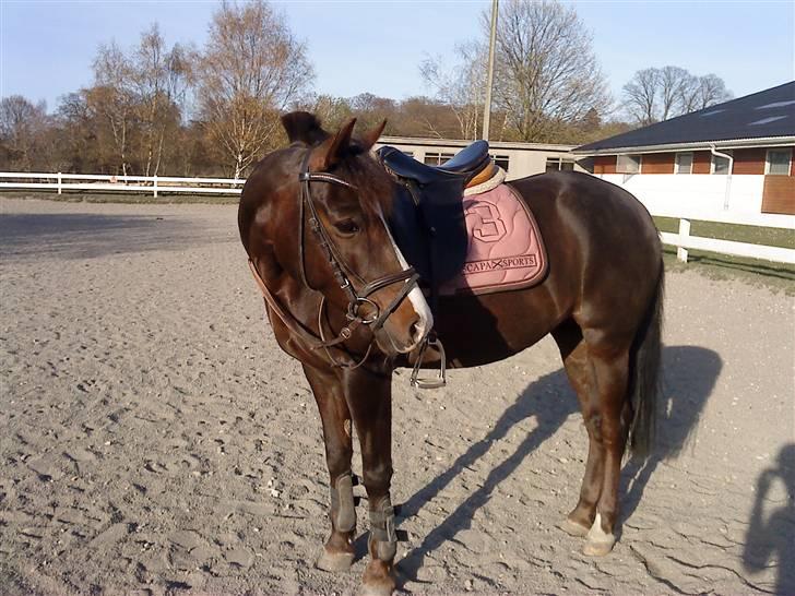 DSP Red Lady billede 4