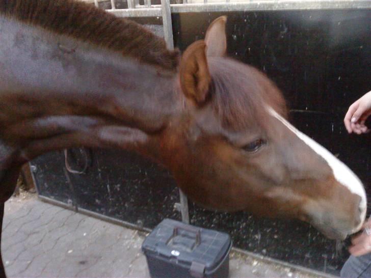 DSP Red Lady billede 5