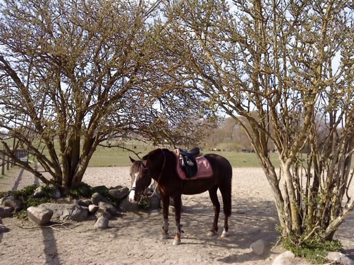 DSP Red Lady billede 6