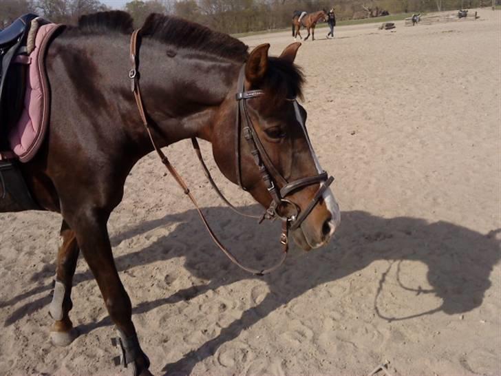 DSP Red Lady billede 7