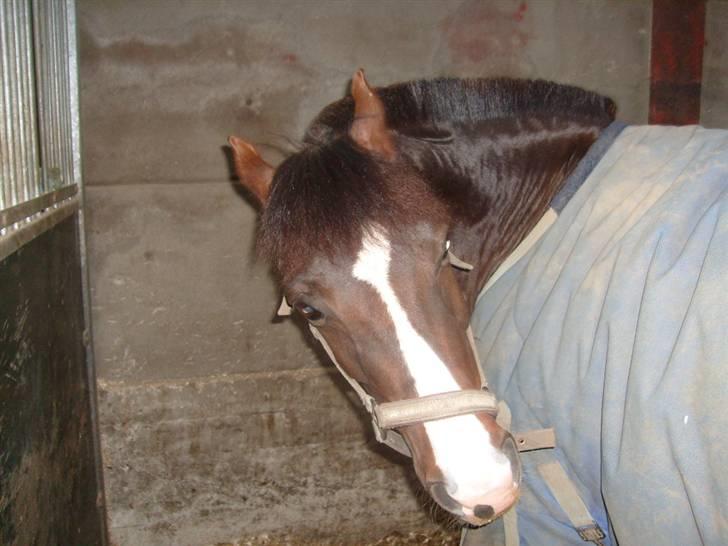 DSP Red Lady billede 8