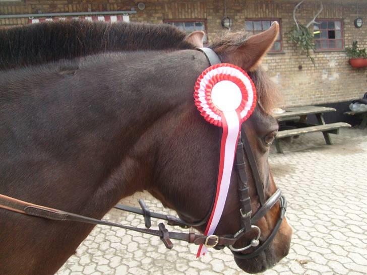 DSP Red Lady billede 9