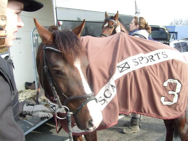 DSP Red Lady billede 10