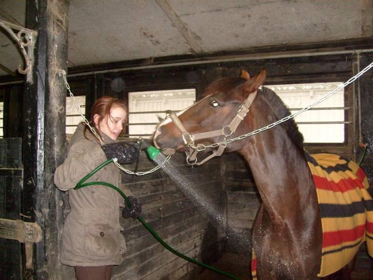 DSP Red Lady billede 11