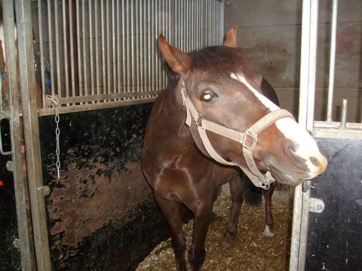 DSP Red Lady billede 12