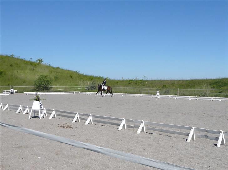 Dansk Varmblod Hummes Waltzin Matilda - stævne på vindinge LA2 billede 18