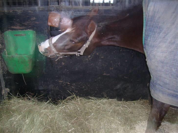 DSP Red Lady billede 13