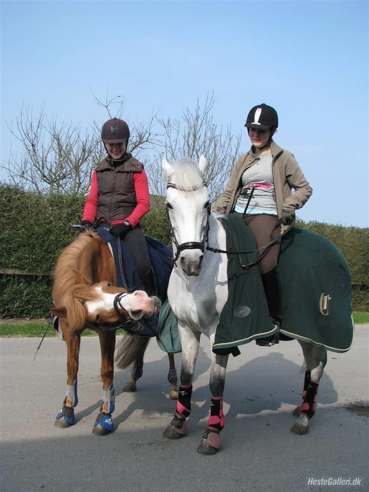 Anden særlig race Chiquita-B-pony *solgt* - Tur med Lykke´pigen <3 Chiquita strækker ud xD Taget af Magda Topolska :) <3 billede 5