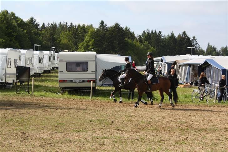 Anden særlig race Marco Polo - opvarmning på mors (: billede 3